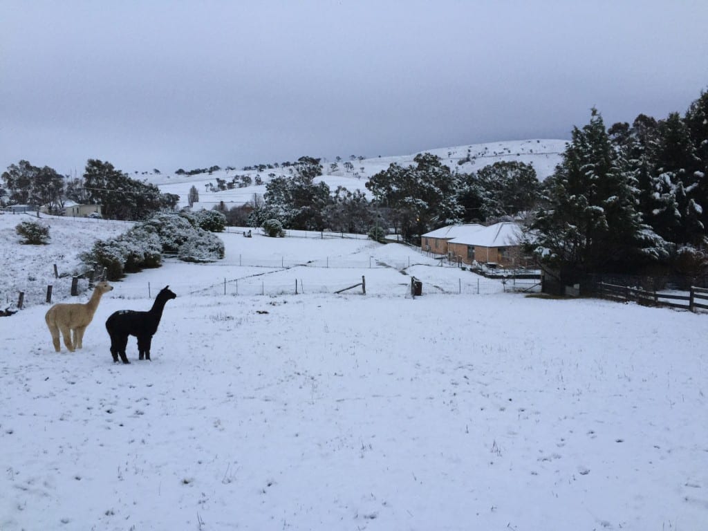 Alpacas at Perthville