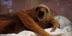 Animation - yawning sloth