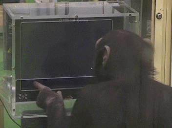 Animation - chimpanzee operating a computer