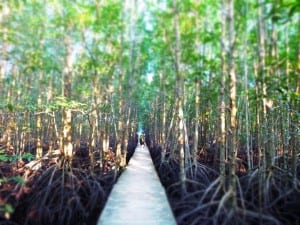 Cambodian jungle