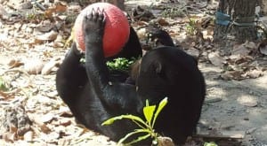 Bear playing with a ball