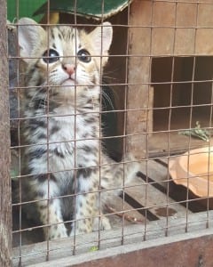 Leopard cat in a cage