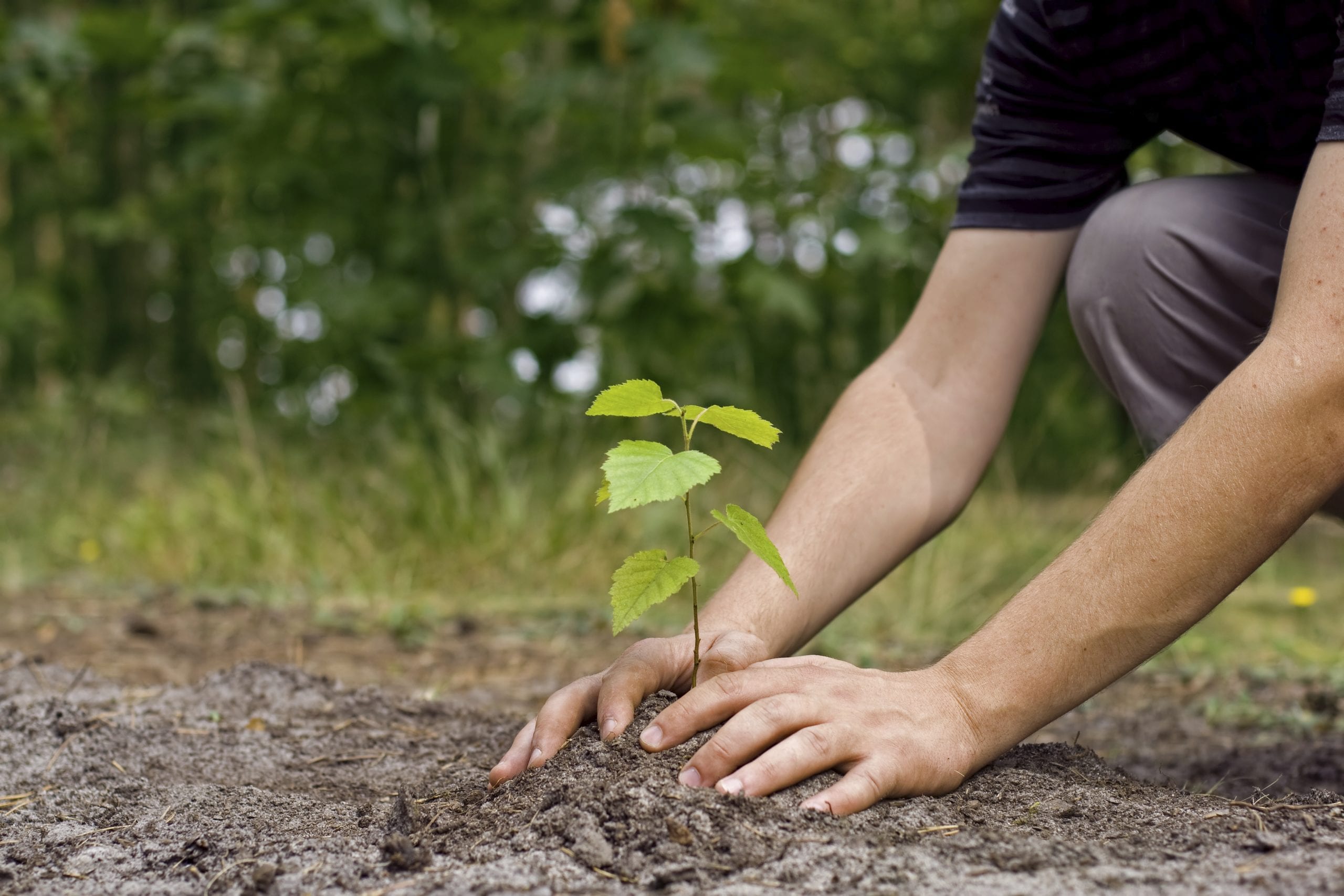 image of hands planting a seedling in the ground