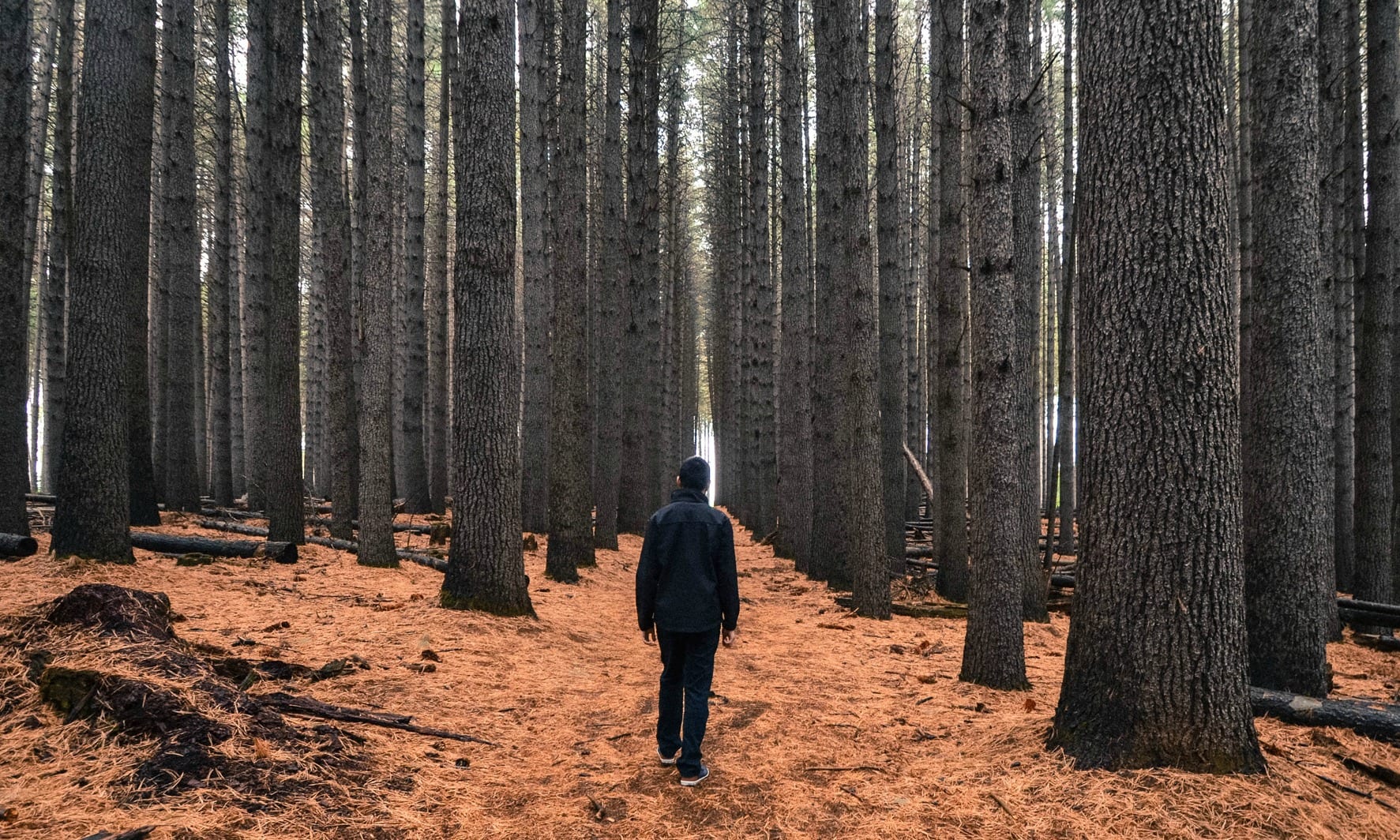 Man walking in the Sugar Pines at Batlow