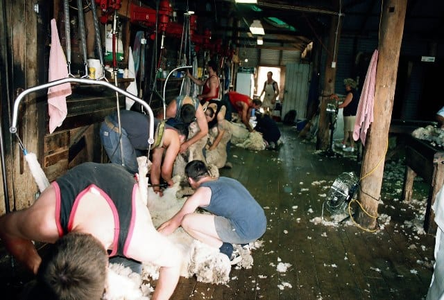 Shearers in the shed shearing sheep