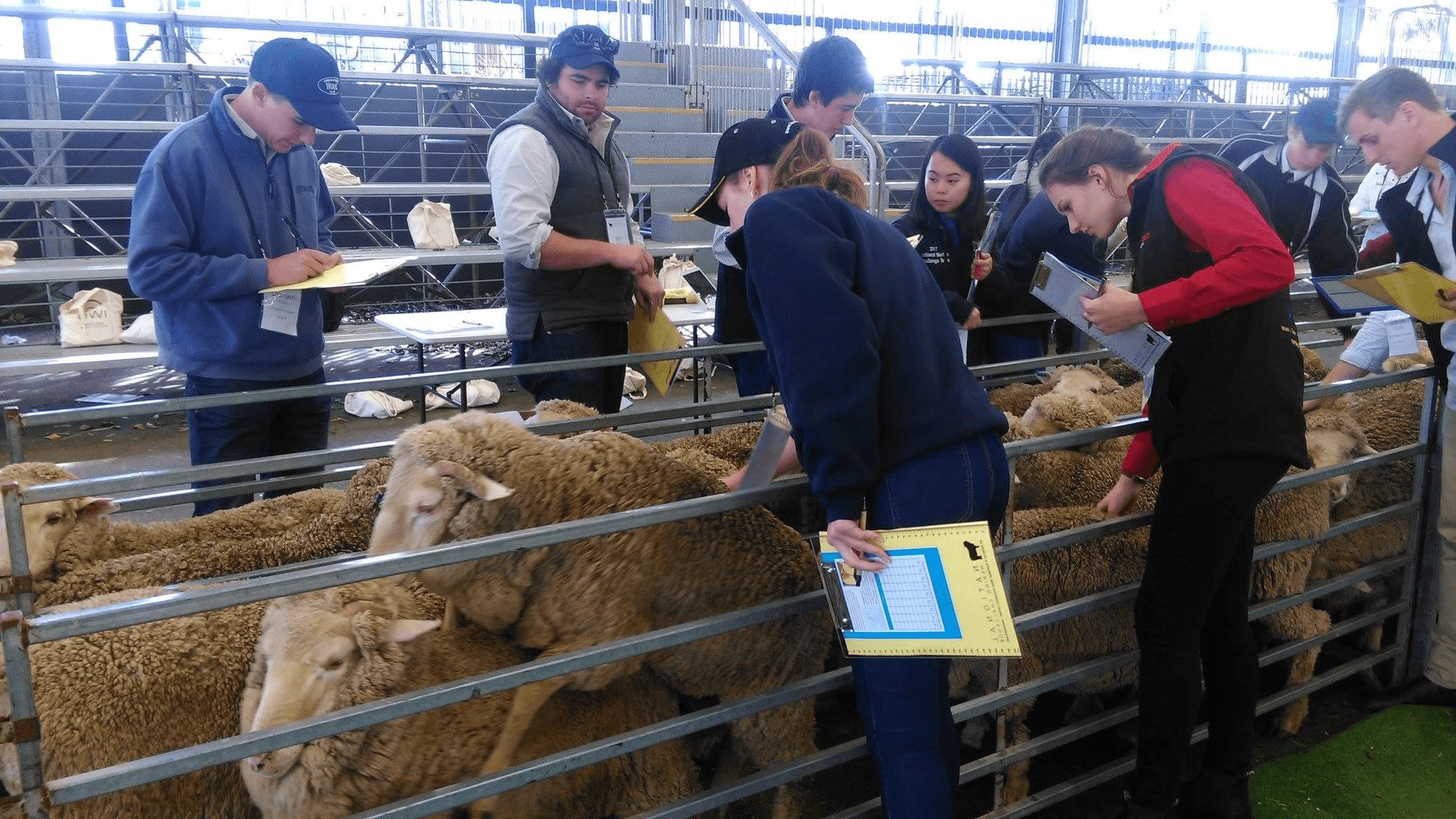 The National Merino Challenge in Melbourne. 