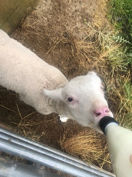 Feeding a poddy lamb.