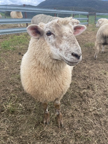 Ada's poddy lambs.