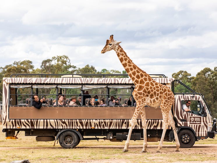 Tourists at Taronga Western Plains Zoo. (Photo taken from the Visit NSW site).