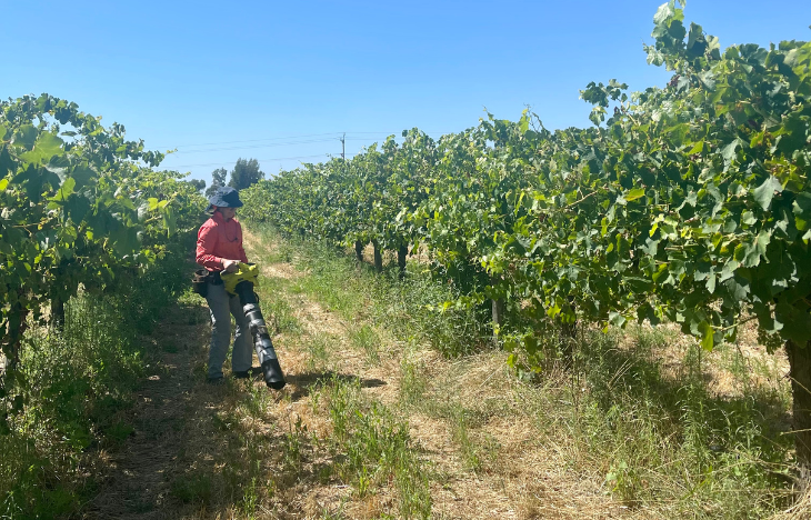 Vacuuming vineyards