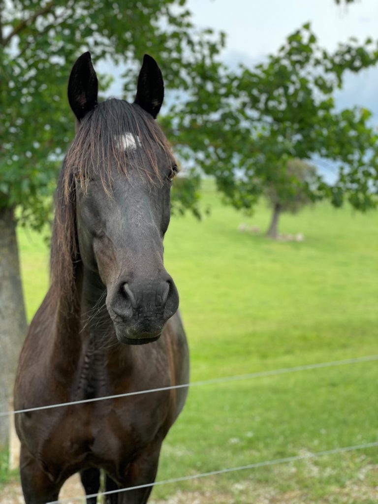 Ada's family horse, Joey.