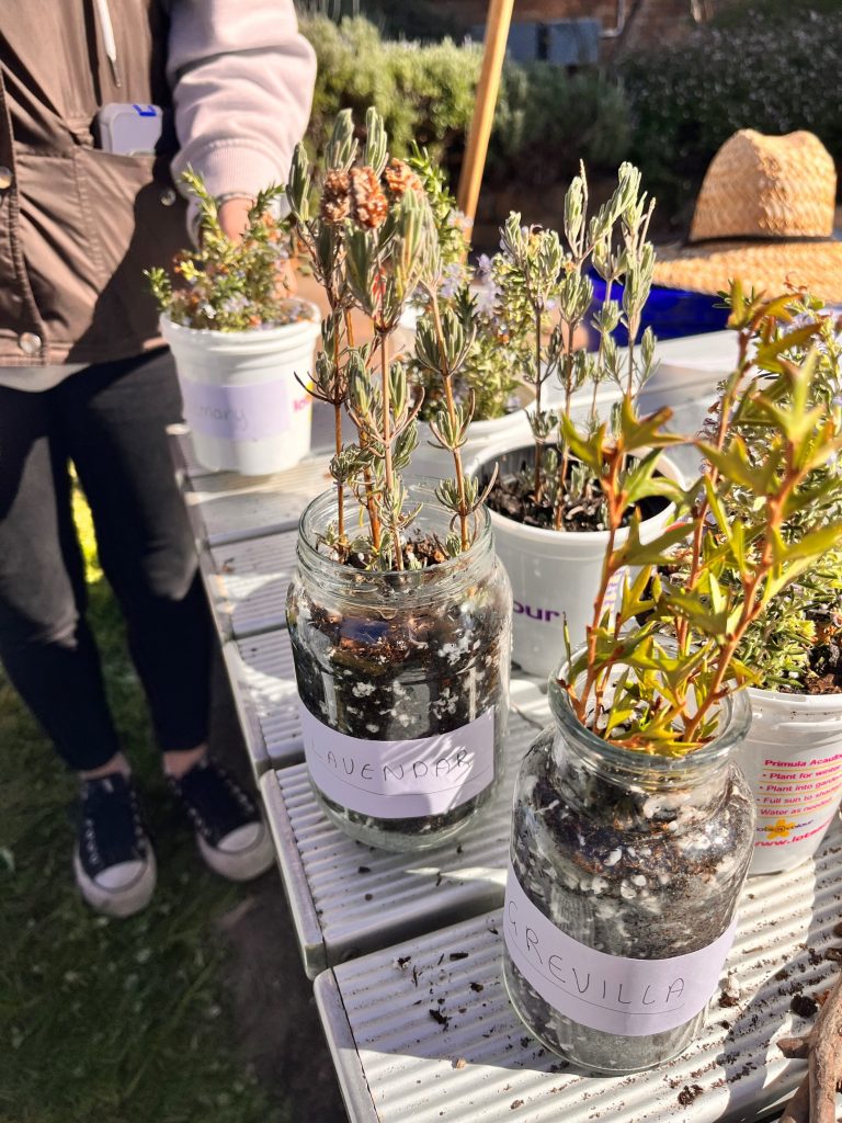 Reusing jars as pot plants.